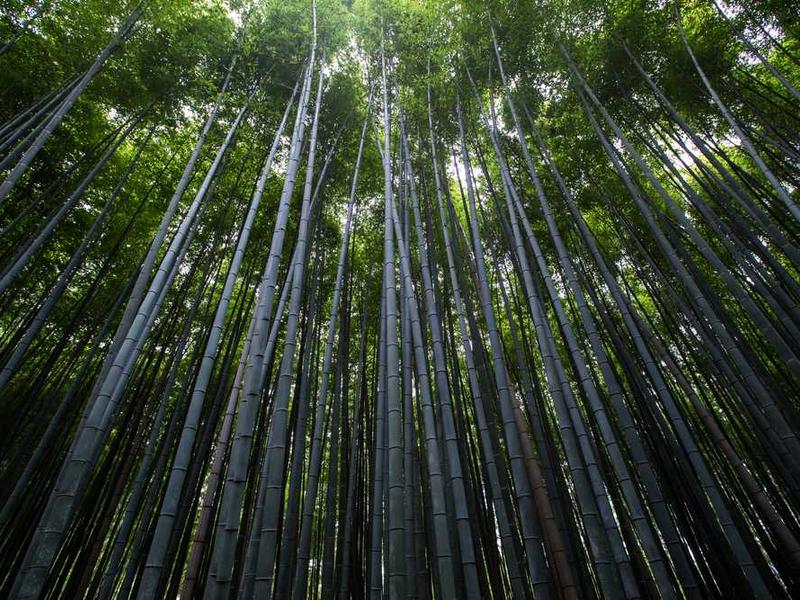 拓薪教育mybatis深入浅出